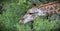 Giraffe Feeding on Acacia Tree