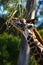 Giraffe feeding on branches