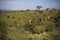 Giraffe feeding on the hillside