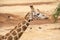 Giraffe feeding at Monarto Safari Park, South Australia