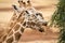 Giraffe feeding at Monarto Safari Park, South Australia