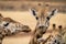 Giraffe feeding at Monarto Safari Park, South Australia