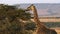 Giraffe feeding with oloololo escarpment in the background at masai mara, kenya