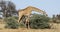 Giraffe feeding on a tree