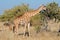 Giraffe feeding on a tree - Etosha National Park