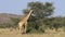 Giraffe feeding on a tree - South Africa