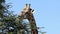 Giraffe feeding on a tree - South Africa