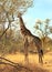 A giraffe feeding on a tree with vibrant blue sky in Hwange National Park, Zimbabwe, Southern Africa