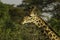 Giraffe feeding in Tsavo National park Kenya Africa