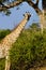 A Giraffe Feeding Underneath a Tree.