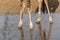 Giraffe feet in shallow water