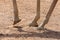 Giraffe Feet walking in the hot sand