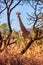 Giraffe female in the bush