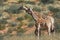 Giraffe female griaffa camelopardalis in the Kgalagadi Transfrontier National Park