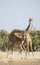 Giraffe fighting in Etosha National Park Namibia.