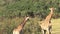 Giraffe and foal grazing from the treetops on the savanna