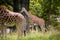 Giraffe in forest