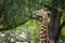 Giraffe in forest