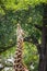 Giraffe in forest