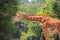 Giraffe with forest in the background at the chapultepec zoo, mexico city. IX