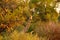 Giraffe in forest with big trees, evening light, sunset. Idyllic giraffe silhouette with evening orange sunset, Botswana, Africa.