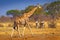 Giraffe in forest with trees, evening light, sunset. Idyllic giraffe silhouette with evening orange sunset, Botswana, Africa. Anim