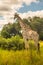 Giraffe in front Amboseli national park Kenya