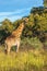 Giraffe in front Amboseli national park Kenya