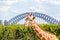 Giraffe in front of the Sydney Harbor Bridge