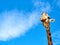 Giraffe frontal portrait looking closeup