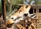 Giraffe in Fuerteventura island zoo