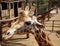 Giraffe in Fuerteventura island zoo