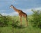 Giraffe Full Body in Kenya