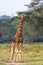 Giraffe. Full-length. Masai Mara, Kenya