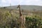 Giraffe full scale