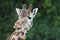 Giraffe with funny expression