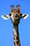 Giraffe Funny Face