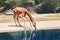 Giraffe in funny pose drinking water at a small pond