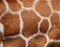 Giraffe Fur Texture - Fine Detail