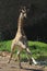 Giraffe gallops over a dirt track
