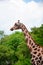 Giraffe gently ambles through a lush green forest
