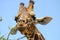 Giraffe, giraf