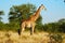 Giraffe (Giraffa camelopardalis)