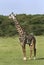 Giraffe (Giraffa camelopardalis)