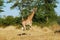 Giraffe (Giraffa camelopardalis)