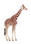 Giraffe (Giraffa camelopardalis)