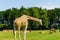 Giraffe (Giraffa camelopardalis)