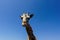 Giraffe (Giraffa camelopardalis)