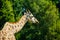 Giraffe (Giraffa camelopardalis)