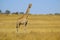 Giraffe (Giraffa camelopardalis)